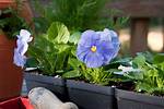 Does Pansy Need Sun?