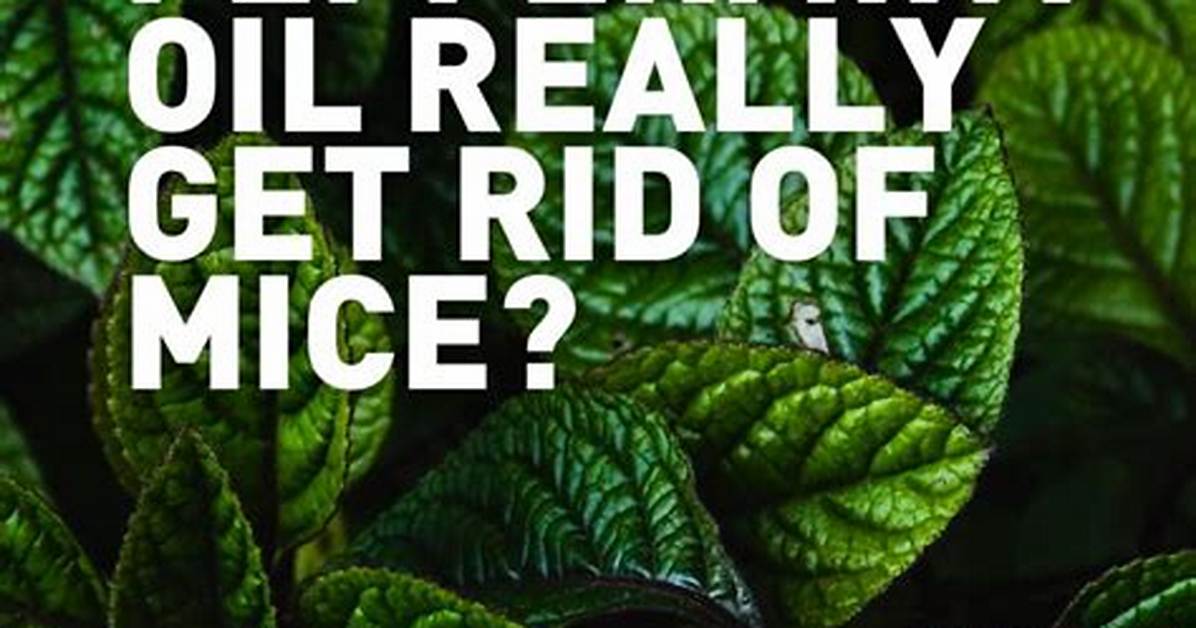 Does Peppermint Oil Really Get Rid of Mice?