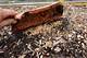 Does Pine Bark Mulch Attract Termites?