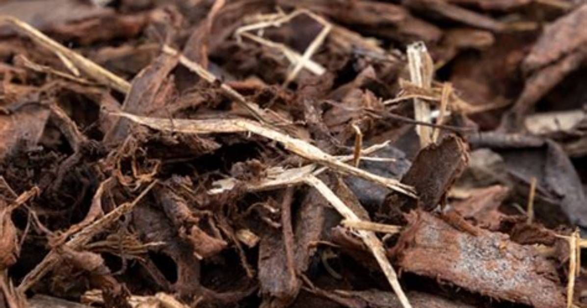 Does Pine Bark Mulch Attract