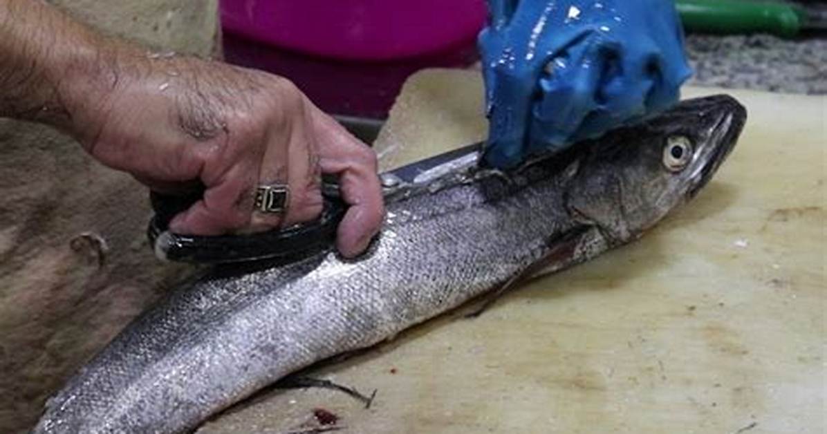 Does Pollock Fish Have Scales?