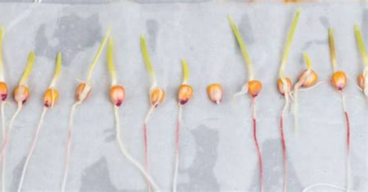 Does Popping Corn Sprout?
