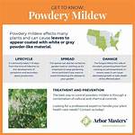 Does Powdery Mildew Wipe off?