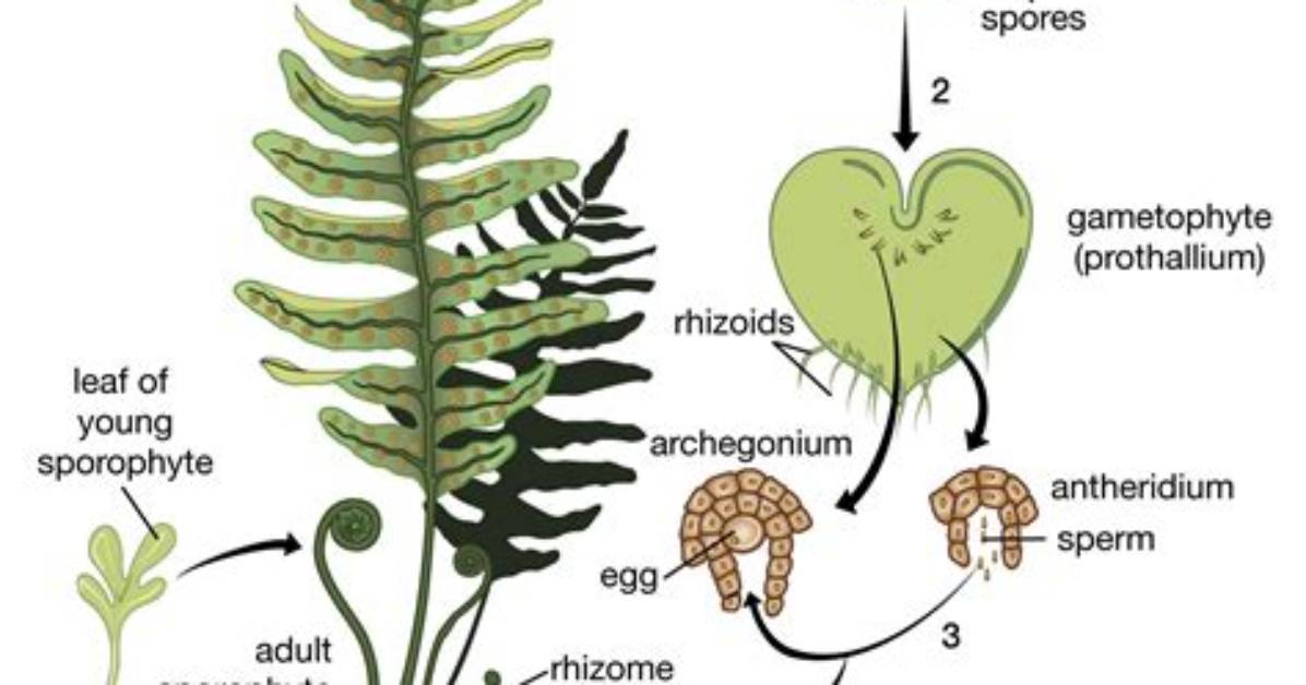 Does Pteridophytes Show Sporic Meiosis?