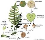 Does Pteridophytes Show Sporic Meiosis?