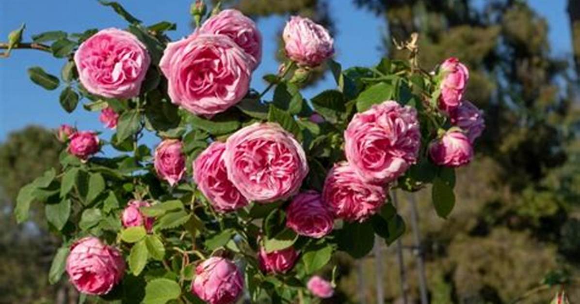 Does Roses Need Full Sun?