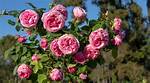 Does Roses Need Full Sun?