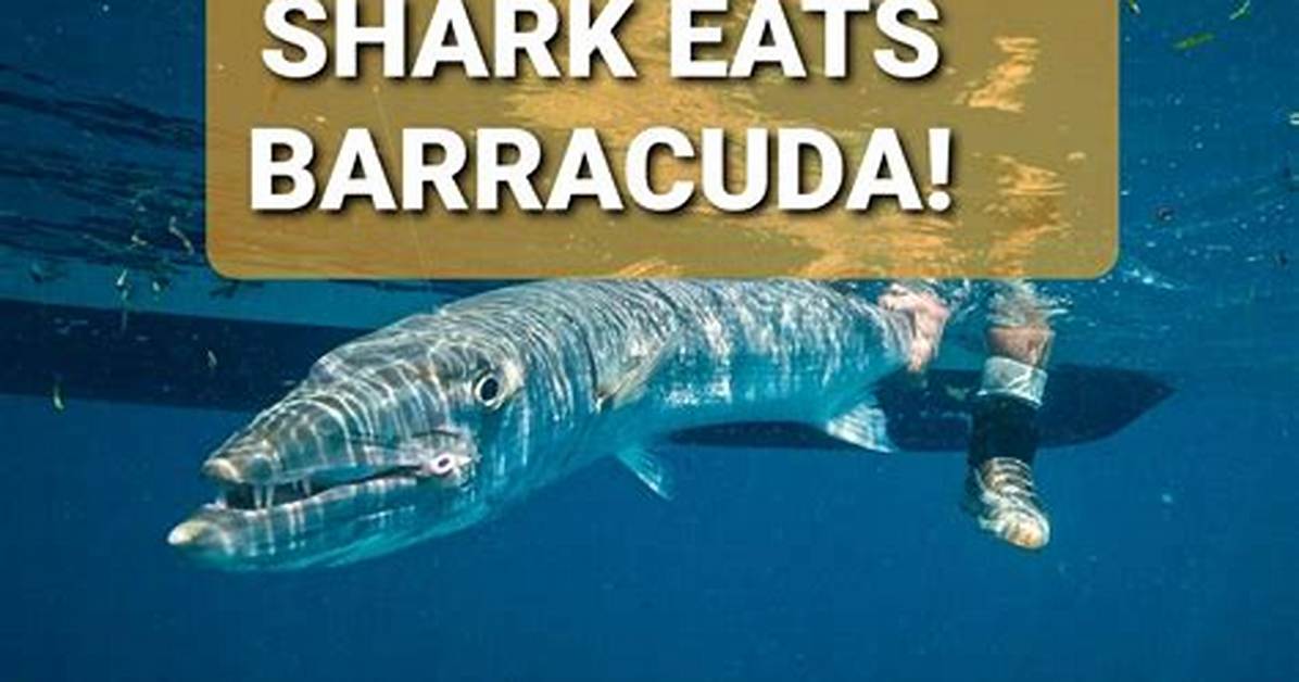 Does Sharks Eat Barracudas?