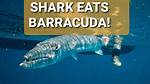 Does Sharks Eat Barracudas?