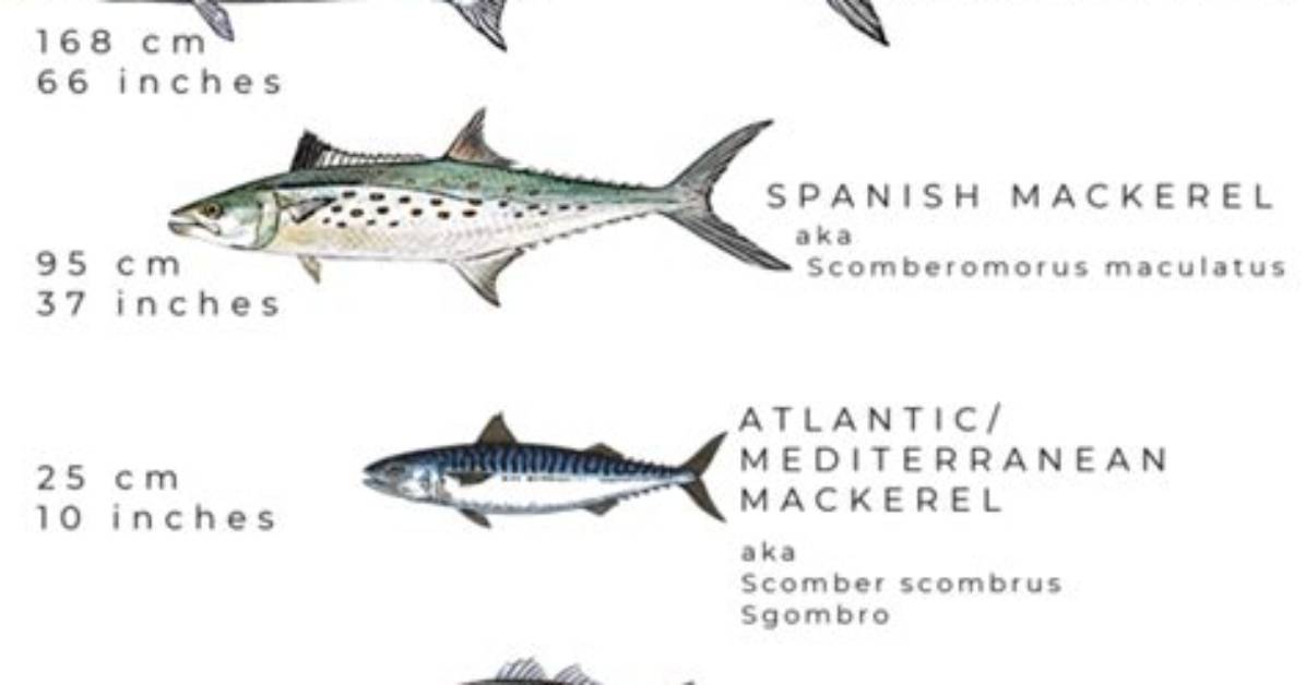 Does Spanish Mackerel Have Mercury?