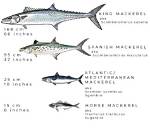 Does Spanish Mackerel Have Mercury?
