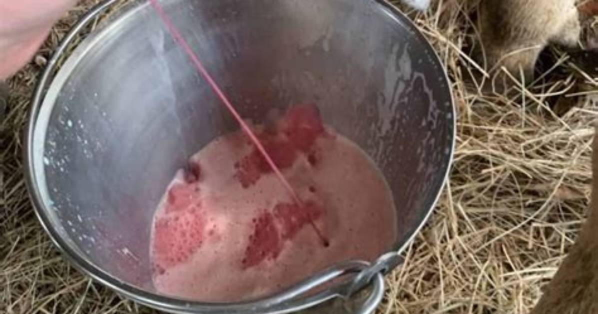 Does Strawberry Milk Have Blood in It?
