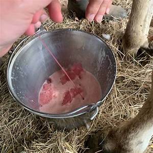 Does Strawberry Milk Have Blood in It?