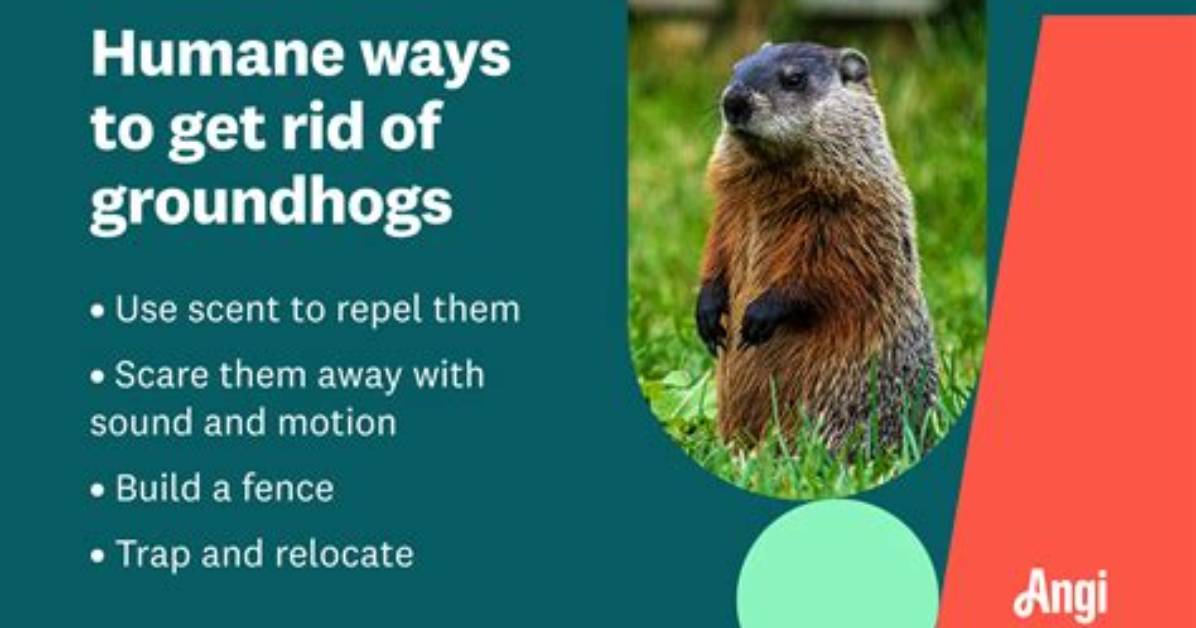 Does Terminix Get Rid of Groundhogs?