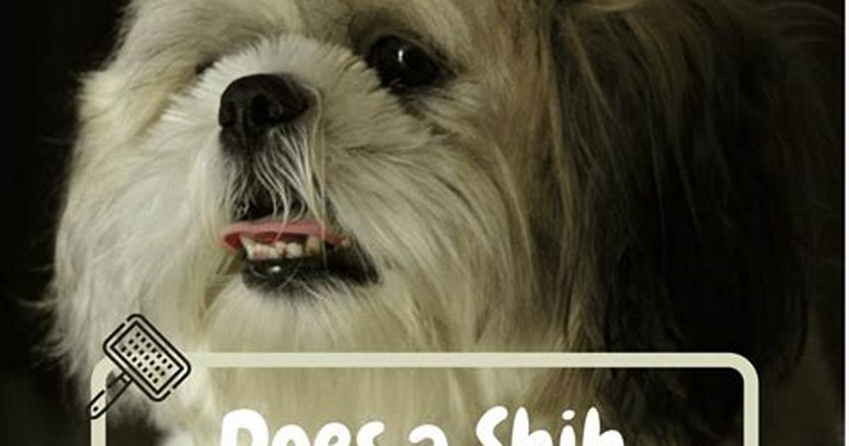 Does the Shih Tzu Shed? Everything You Need to Know About Shih Tzu Fur