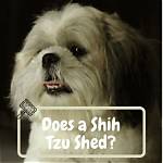 Does the Shih Tzu Shed? Everything You Need to Know About Shih Tzu Fur