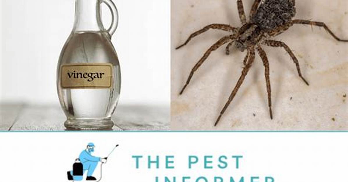Does Vinegar Get Rid of Ants, Spiders or Insects?