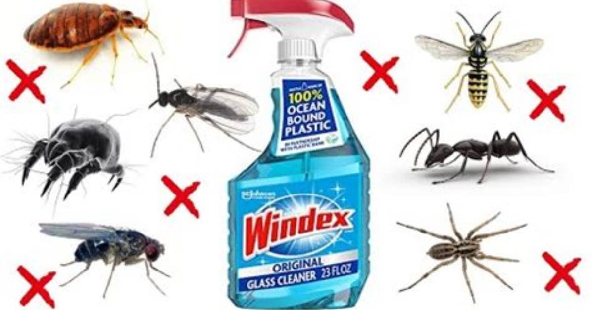 Does Windex Repel Mosquitoes?