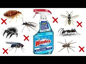 Does Windex Repel Mosquitoes?