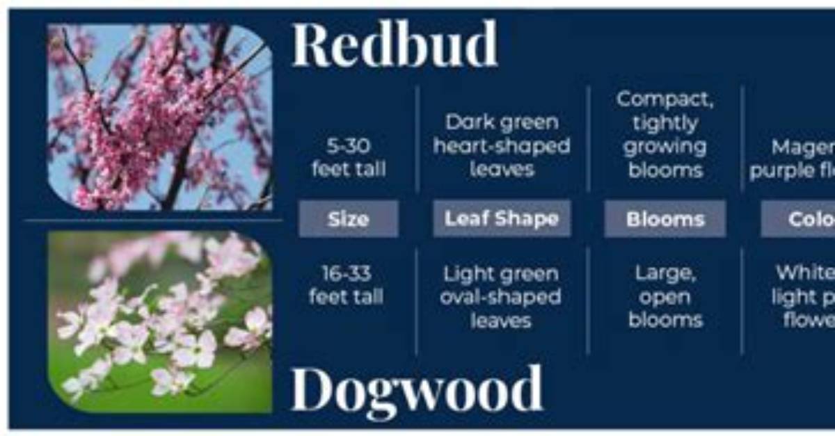 Dogwood vs Redbud