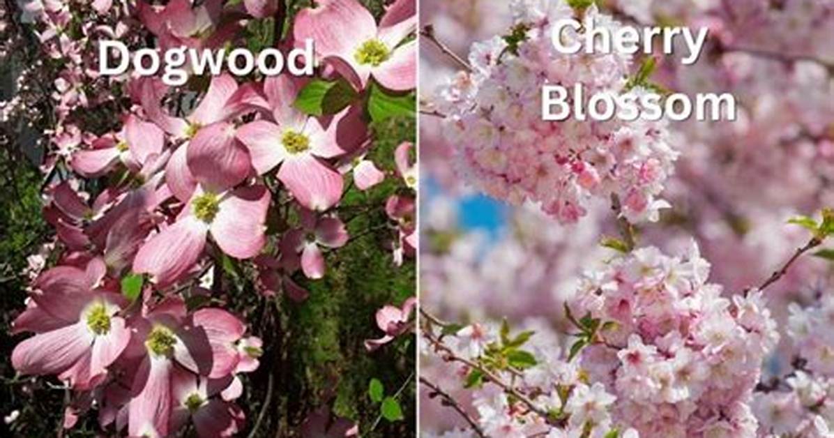 Dogwood Vs