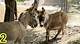 Donkey Mating: the Ultimate Guide to Understanding the Fascinating World