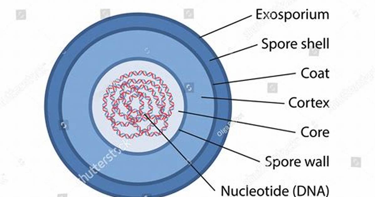 During Cooking Spores of Bacteria?