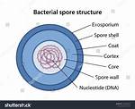 During Cooking Spores of Bacteria?