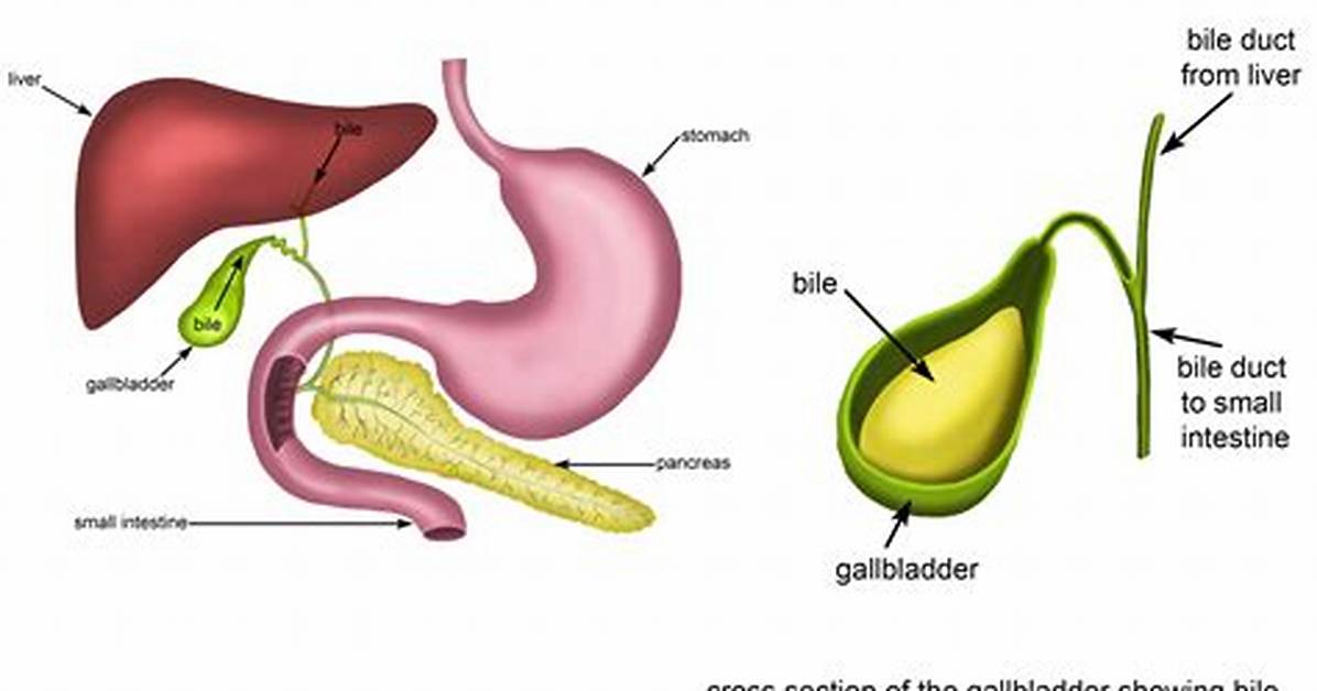 During Digestion the Principal Function of Bile in Emulsification of?