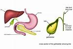 During Digestion the Principal Function of Bile in Emulsification of?