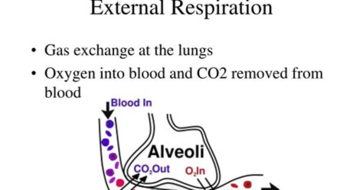 During External Respiration Oxygen Is Unloaded from the Blood?