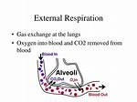 During External Respiration Oxygen Is Unloaded from the Blood?