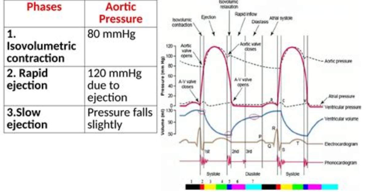 During the Ejection Phase of the Cardiac Cycle?