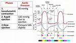 During the Ejection Phase of the Cardiac Cycle?