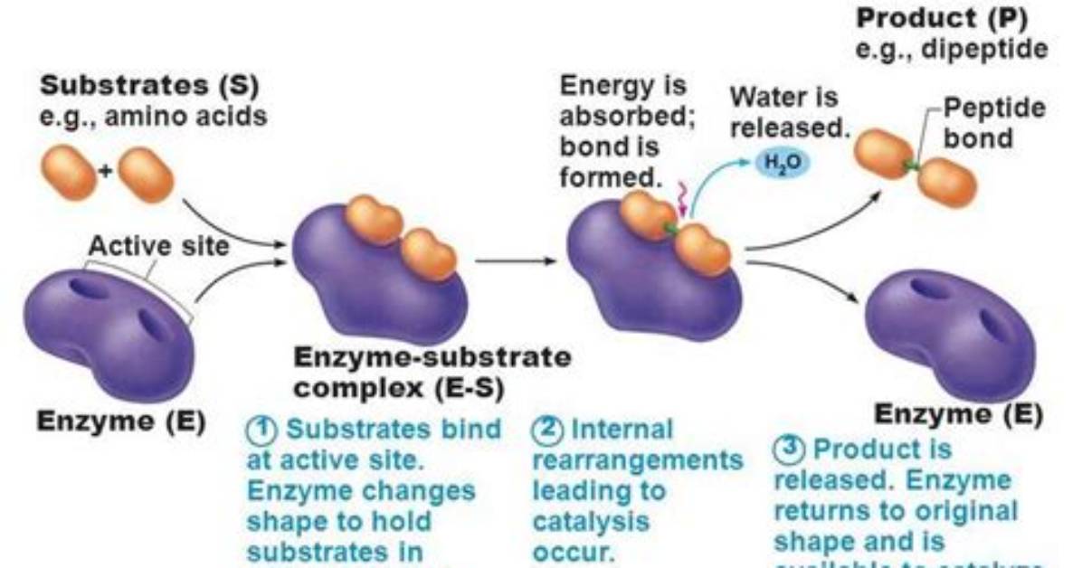 During the Reaction Bonds Form Between Substrates?