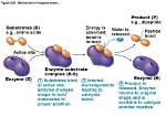 During the Reaction Bonds Form Between Substrates?