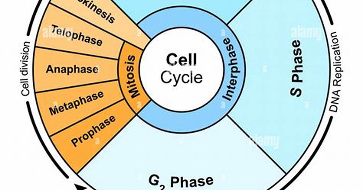During This Phase the Cell Grows and Prepares for Mitosis?