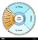 During This Phase the Cell Grows and Prepares for Mitosis?