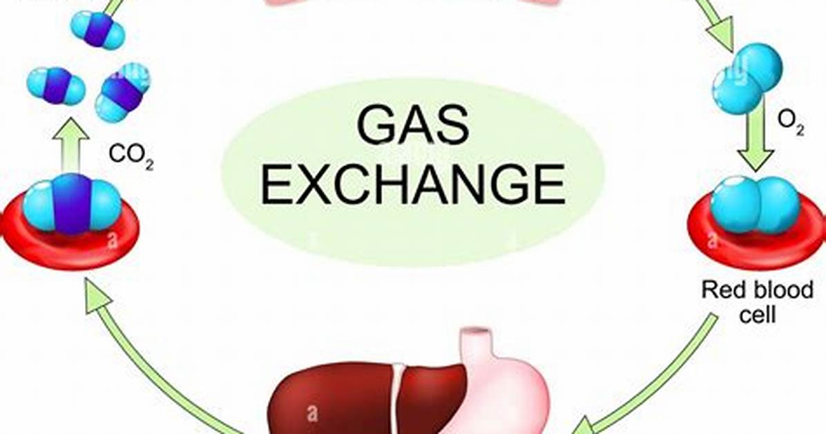During Which of These Processes Is Oxygen Consumed?