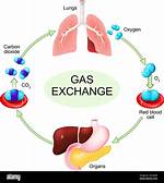 During Which of These Processes Is Oxygen Consumed?