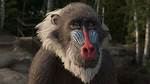 Eccentric Lion King Mandrill Shaman: Exploring the Mystical World of Nature's Unique Creature