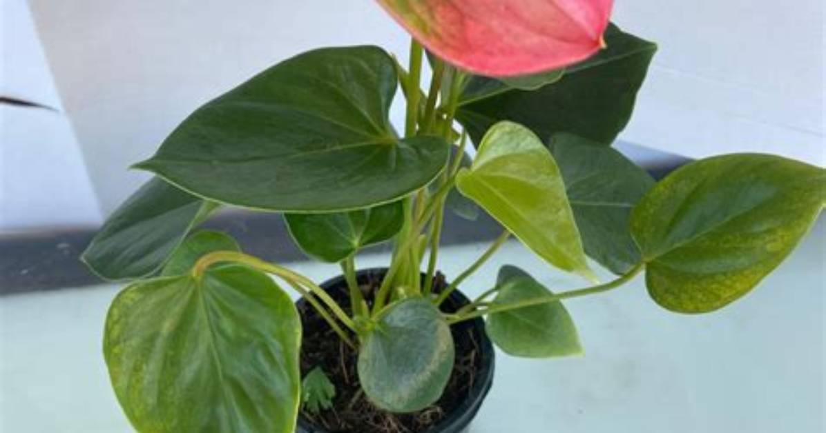 Emma Anthurium Age: the Rising Star You Need to Know About