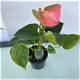 Emma Anthurium Age: the Rising Star You Need to Know About