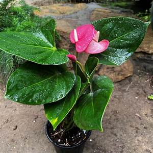 Emma Anthurium Hd: Unveiling the Beauty and Allure