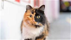 Everything You Need to Know About Calico Cats Black