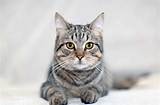 Everything You Need to Know About Cat Litter Pellets: the Ultimate Guide