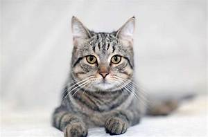 Everything You Need to Know About Cat Litter Pellets: the Ultimate Guide