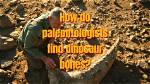 Explain How a Paleontologist Might Use Absolute Dating Techniques to Determine the Age of a Fossil.