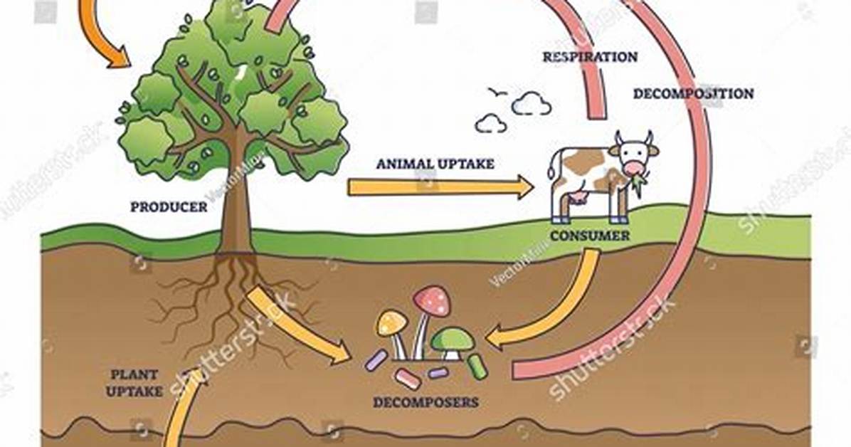 Explain How the Biogeochemical Cycles Are Essential for Life