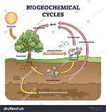 Explain How the Biogeochemical Cycles Are Essential for Life
